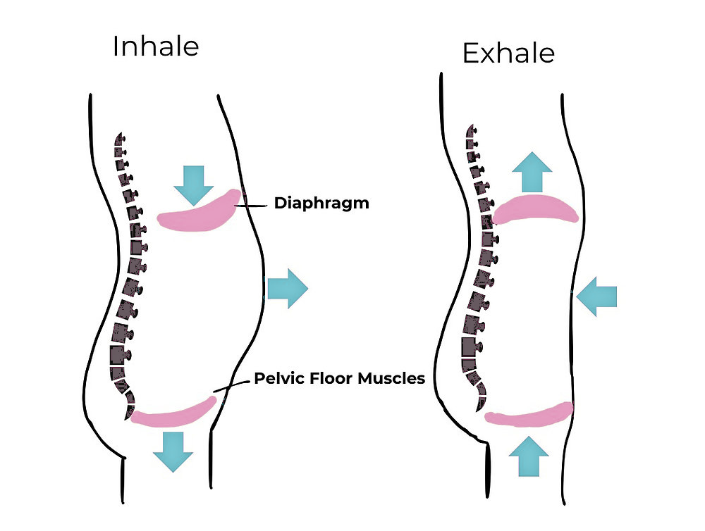 Side-view diagram of the torso showing that on the inhale the diaphragm and pelvic floor both move down as the belly expands, and on the exhale both rise back up