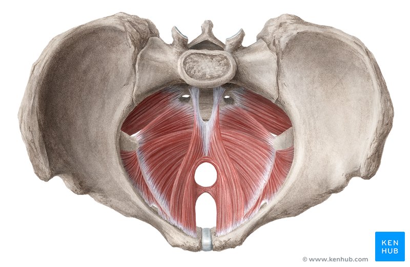 Anatomical illustration of the pelvic floor muscles viewed from above, showing the muscular hammock spanning the base of the pelvis